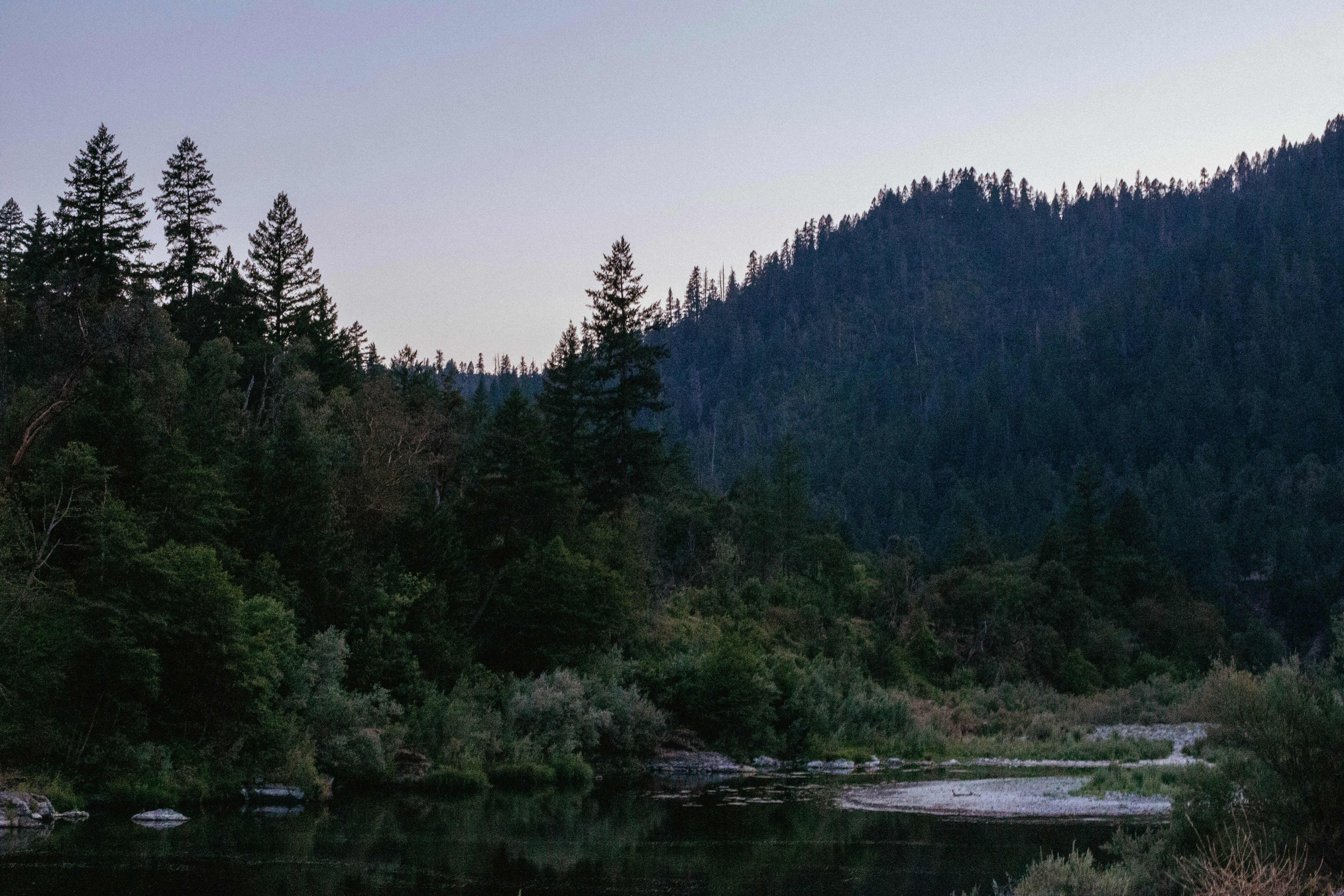 green trees beside body of water during daytime